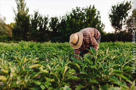 Impenhorabilidade da pequena propriedade rural não se estende automaticamente aos seus rendimentos